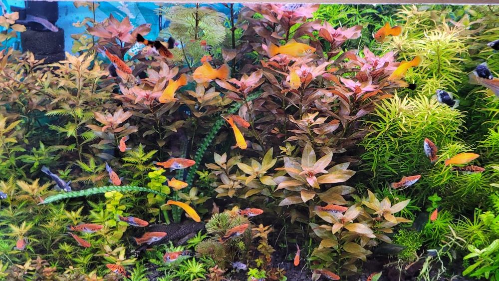 Sprzedam rośliny wysylka