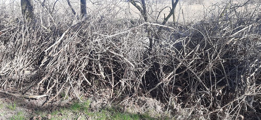 Oddam gałęzie z obcinki