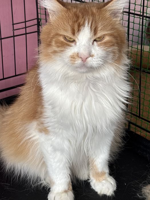 Шовковистий кіт у найкращу сімʼю