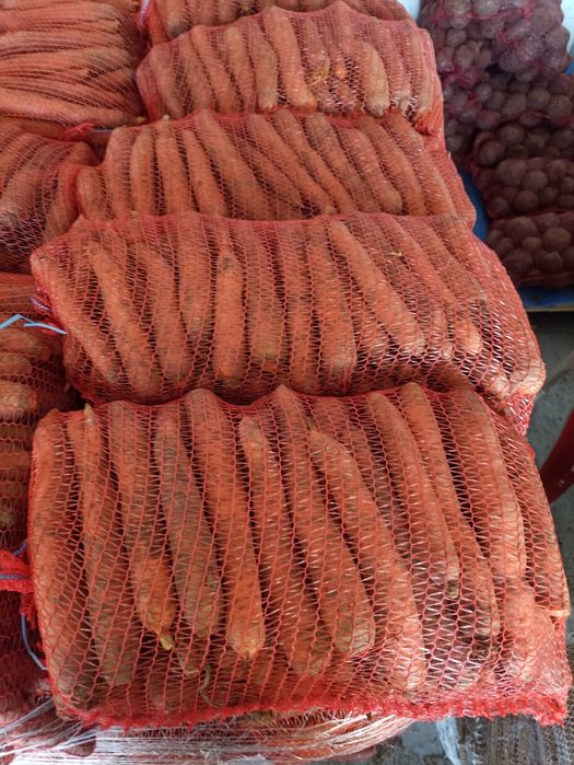 Sprzedam marchew ilości paletowe