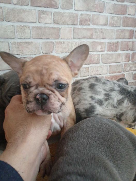 Французькі бульдожки