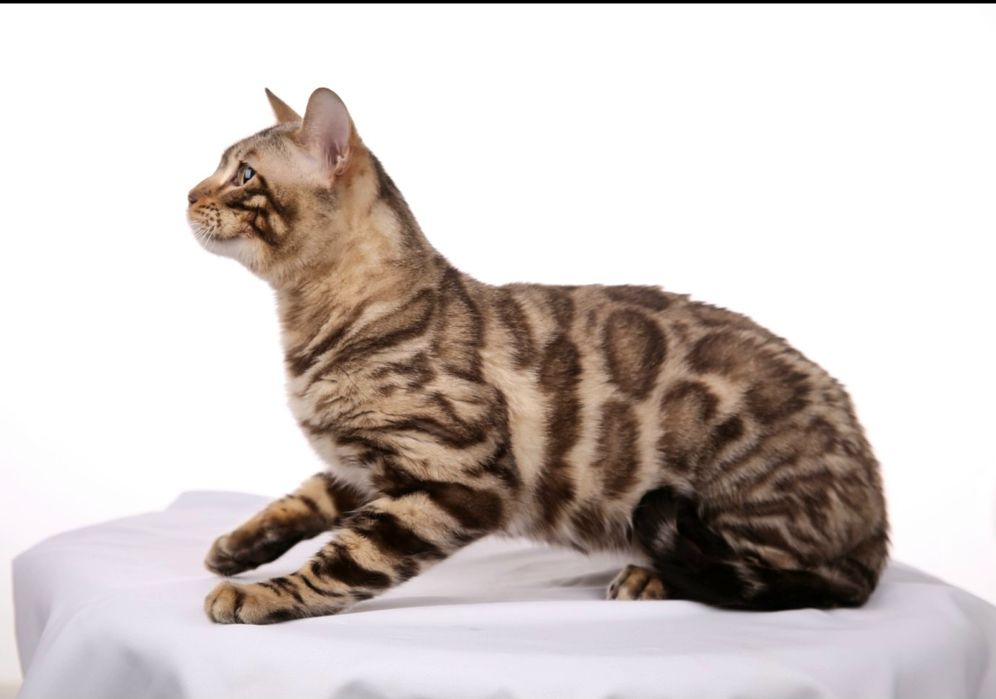 Бенгал, бенгальський кіт, в'язка