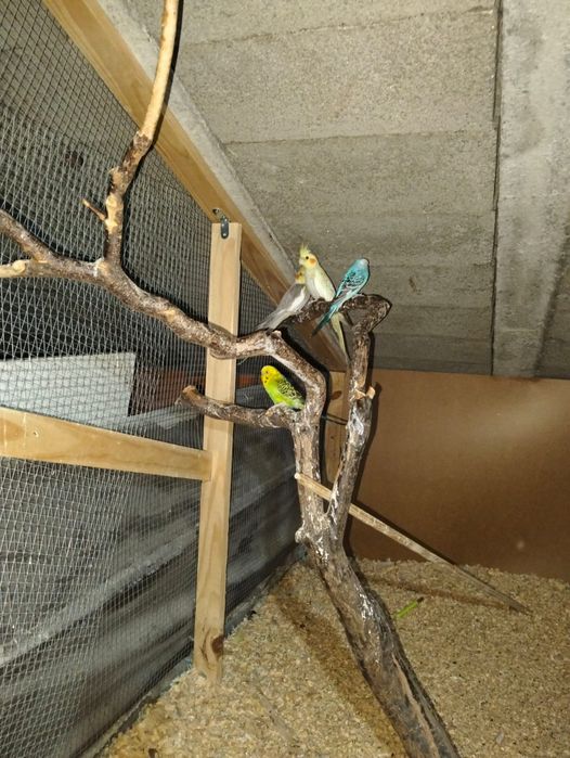 Vendo vários periquitos