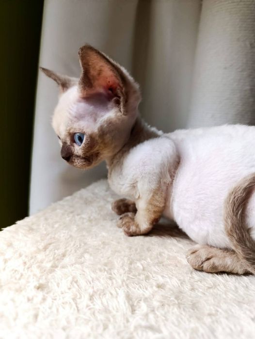 Kocurek Devon Rex CHEATER