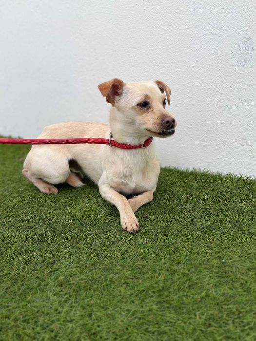 Cadelinha para adoçao (MInie)