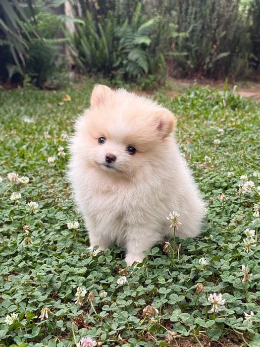 Lulu da pomerania anao
