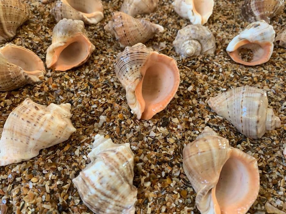 Ракушки, рапани, сухі, чисті.