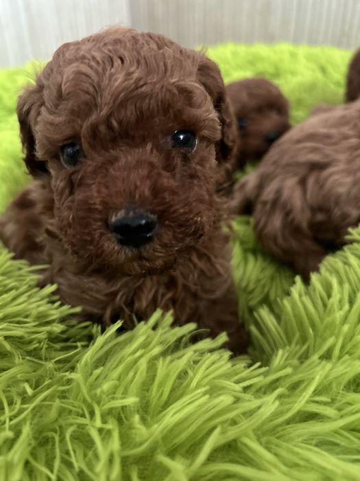 Pudel Toy śliczny piesek do rezerwacji