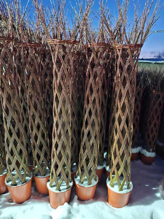 Wierzba Pleciona od27zl PRODUCENT