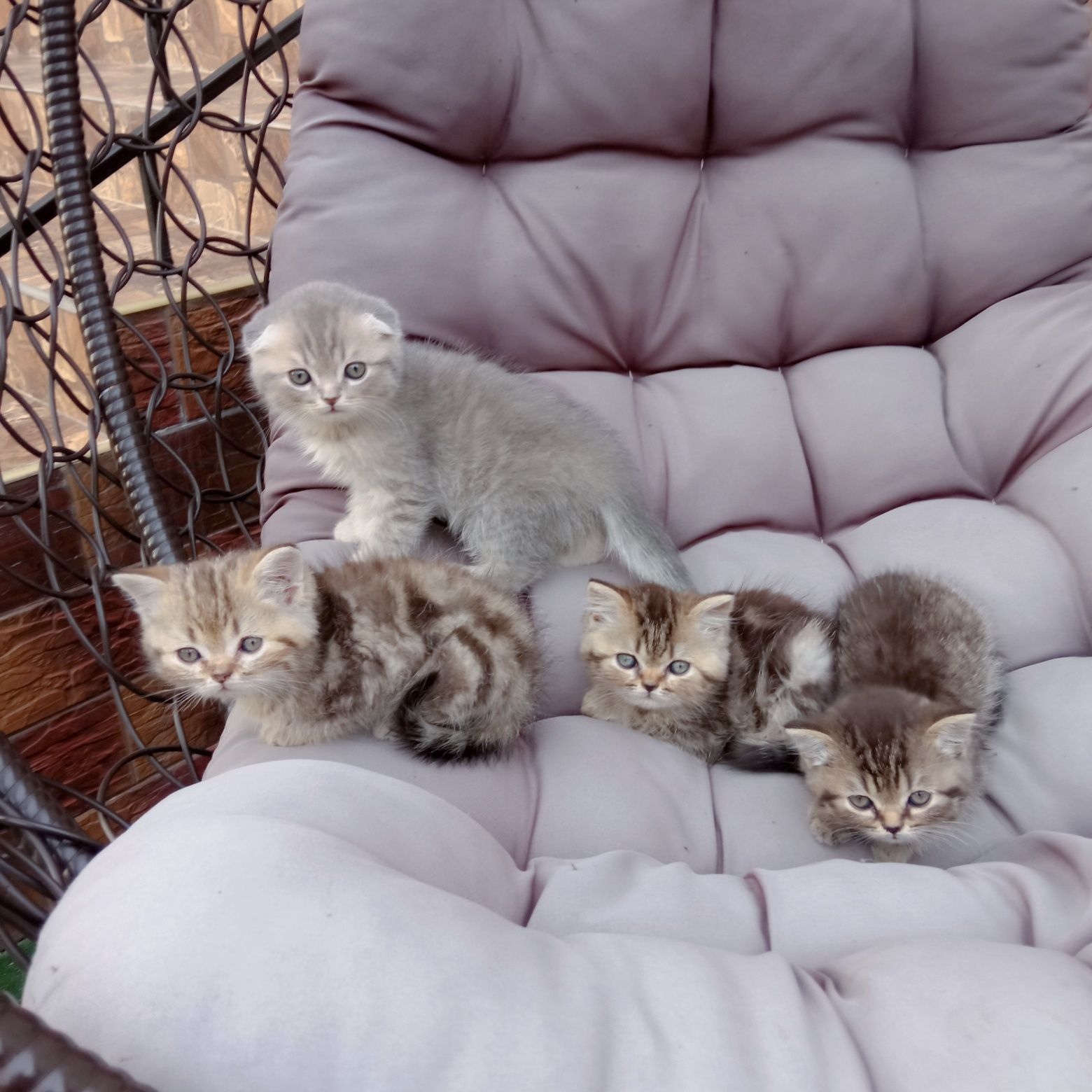 Продам британських кошенят: 1 500 грн. - Коти Керстенці на Olx