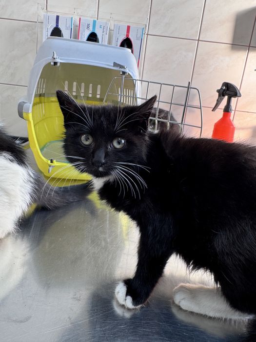 Kocięta szukają domu