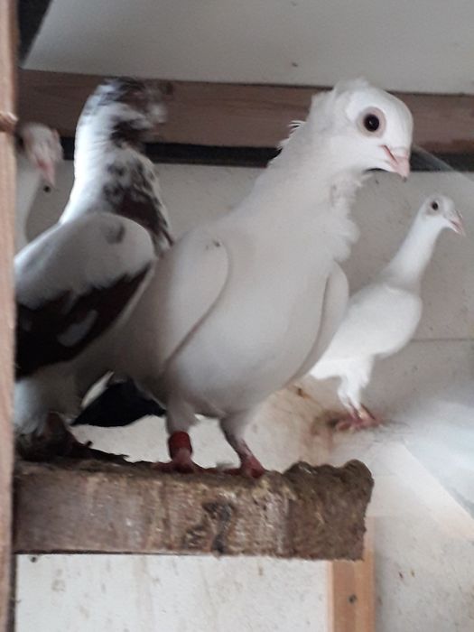 Gołębie rasowe kościerzyna