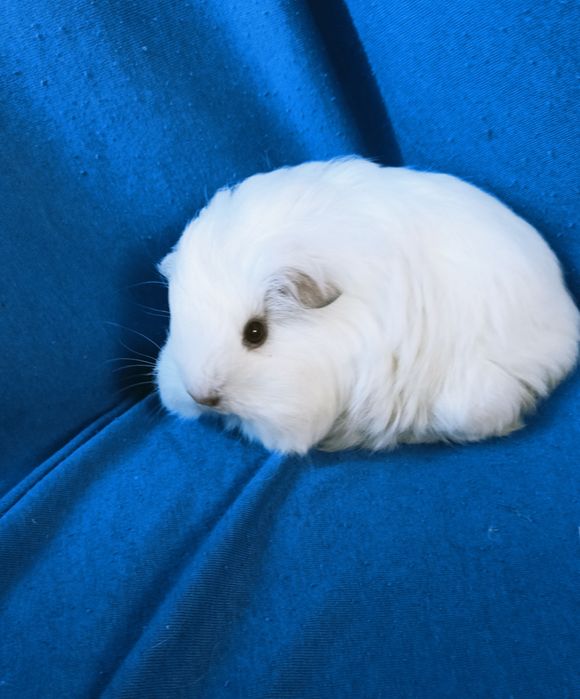 Питомник морские свинки