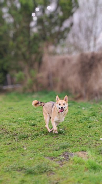 Cudowny Miki szuka domu