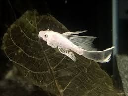 Анциструс l144 snow white longfin (вуалева сніжинка), номерні соми