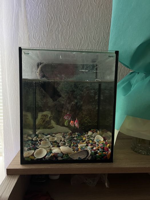 Акваріум з рибками