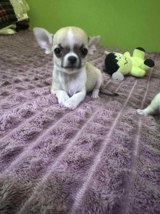Przepiekna Suczka XXS Chihuahua