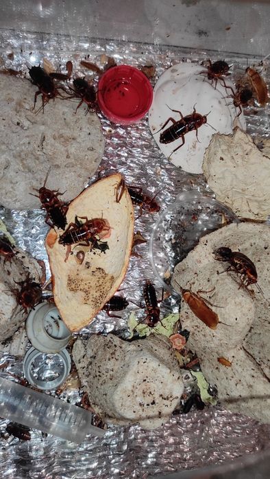 Муравьи пожарники, pachycondyla rufipes, формикарий в комплекте