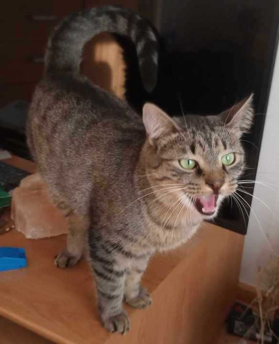 kot Zenuś szuka swojego domu