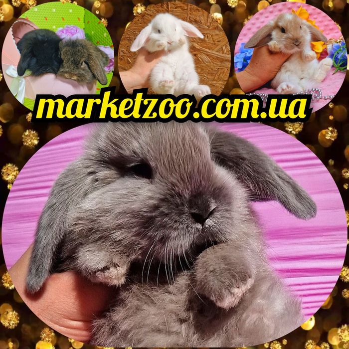 Мини mini lop мiнi карликовые кролики декоративные вислоухие баранчики