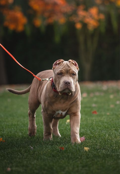 Неймовірний красень ХЛ