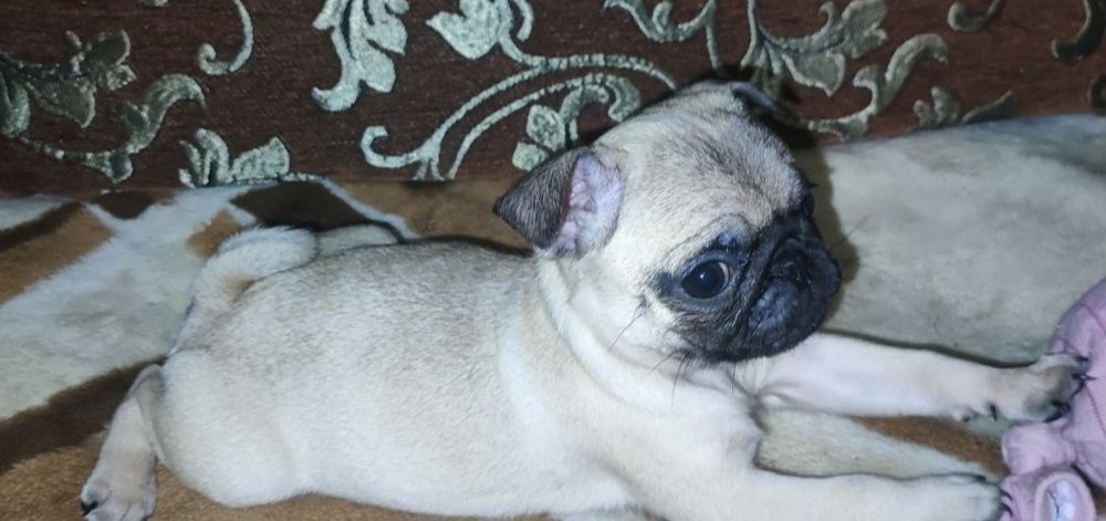 Мопсята- дитинчата