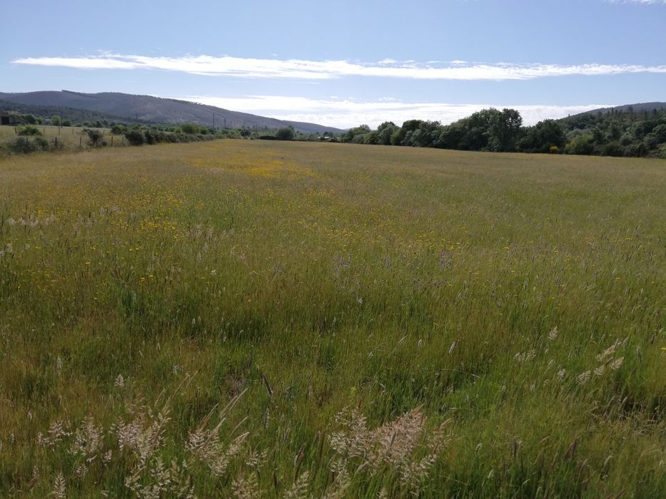 Quinta em Meimoa 9 ha