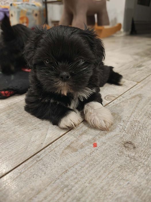 Suczka shih tzu rodowód