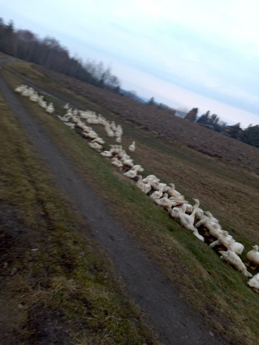 Sprzedam tuszki kaczek