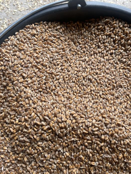 Pszenica ozima z dowozem transport