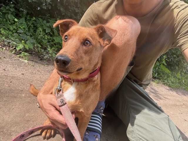 Piesek Dolar do adopcji