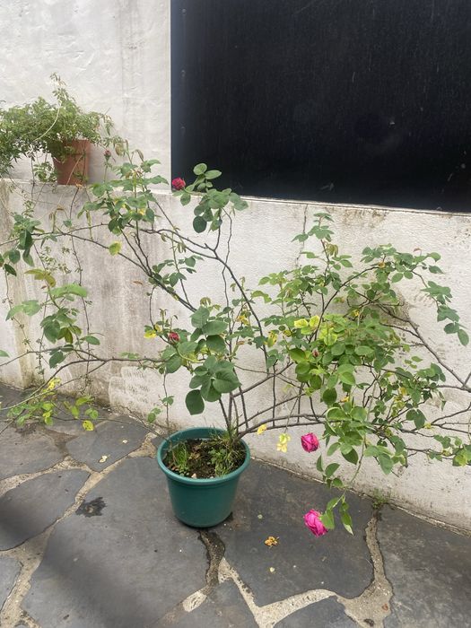 Planta Roseira de alexandria perfumadas