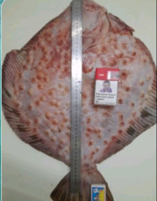 Черноморская креветка,