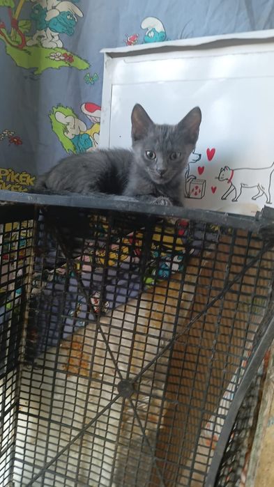 Отдам котят бесплатно
