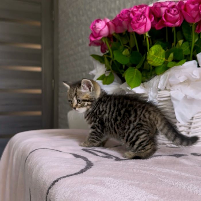 Розкішні кошенята
