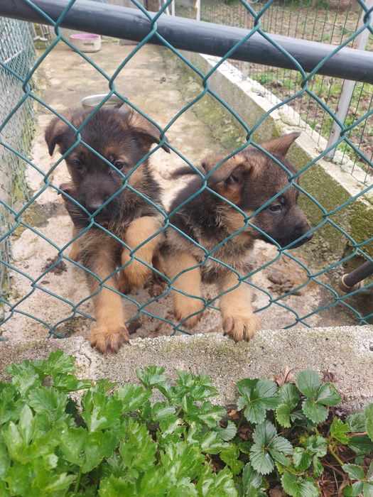 Fêmea Pastor Alemão Top