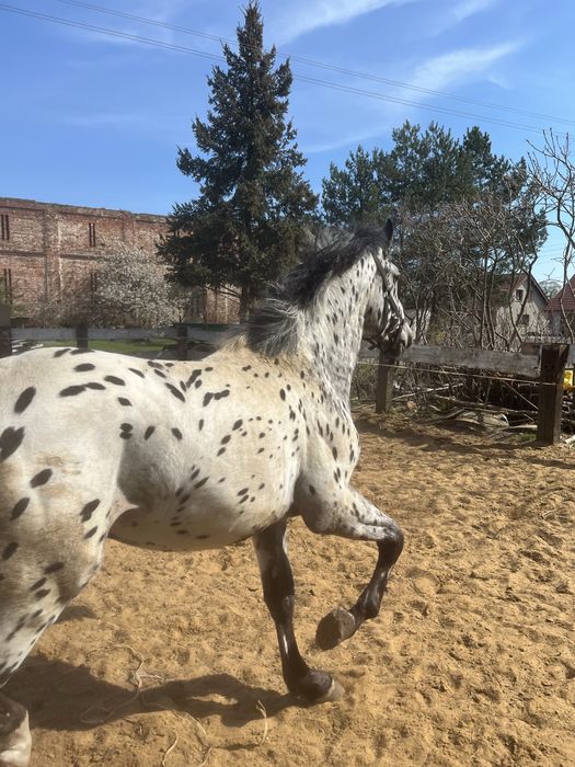 Tarant ogier zaprzegany spokojny