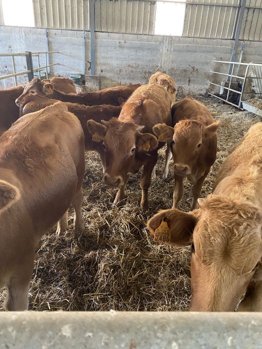 Lote de Vitelas cx de limousines
