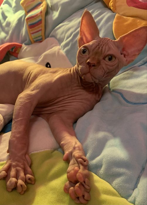 Likwidacja hodowli SPH kochana wspaniały charakter kontaktowa • NAJ!