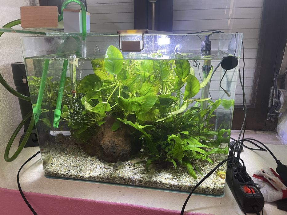 Peixes e Plantas