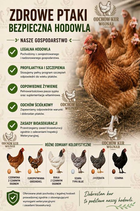 Młode kury nioski ogólnoużytkowe 18–24 tygodnie różne odmiany