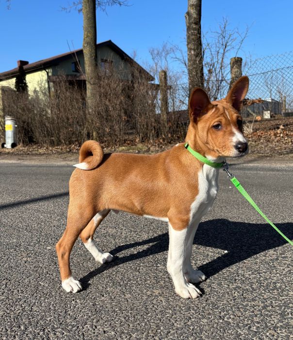 Piesek Basenji FCI
