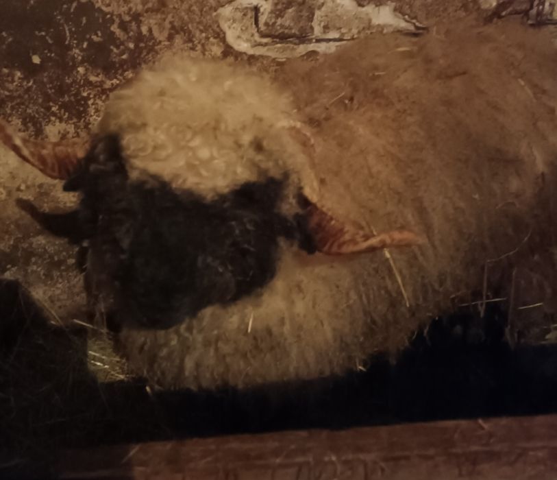 Sprzedam owce ,barana