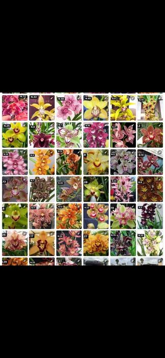 Orquideas cymbidium