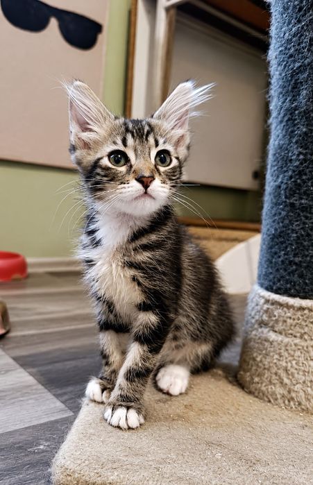 Котёнок с кисточками на ушках