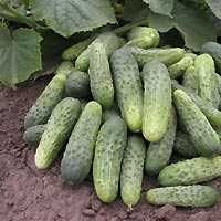 Nasiona Ogórka Bara 100g !