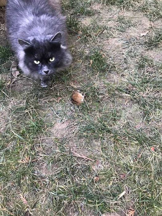 Кіт та кішка ,,нібелунг".