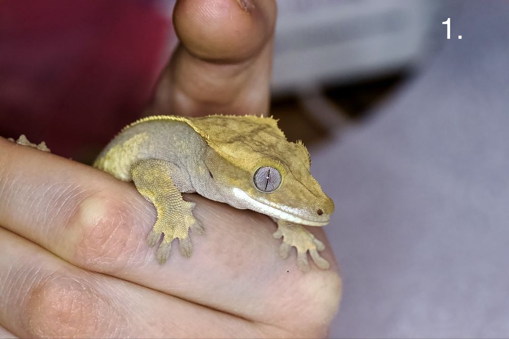 Gekony orzęsione, gekon orzęsiony