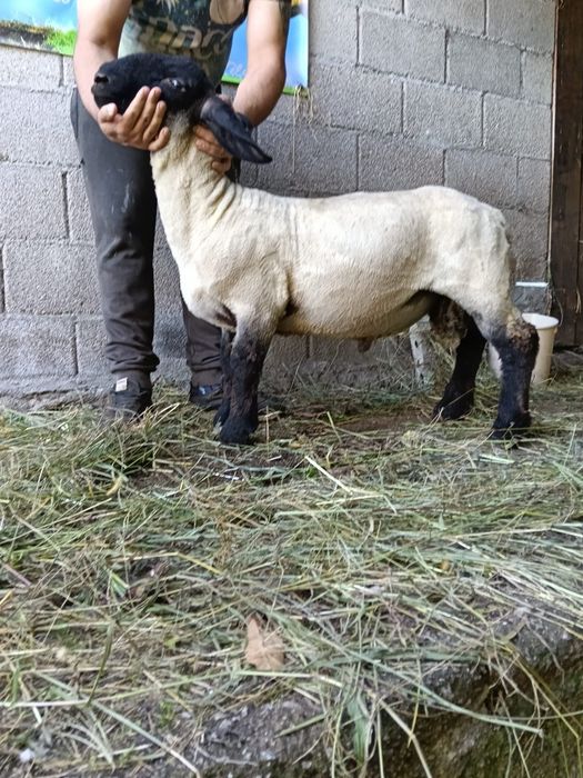 Borregos suffolks