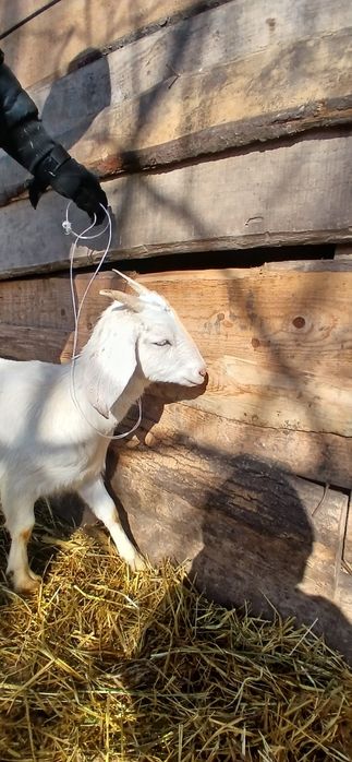 Коза,козичка,англонубійська